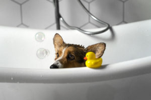A hora do banho: 7 dicas de como deixar seu pet limpinho