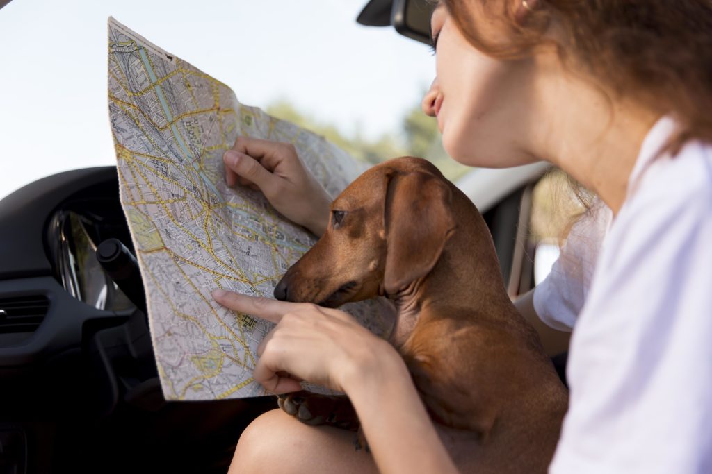 Pet explorando o mapa com sua tutora.
Post Dicas ao receber um pet em sua casa.
