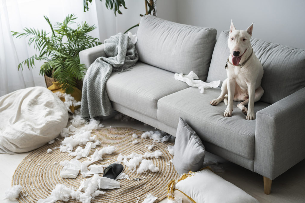 Cachorro sentado no sofá após rasgar e destruir almofadas. Post Dicas ao receber um pet em sua casa.
