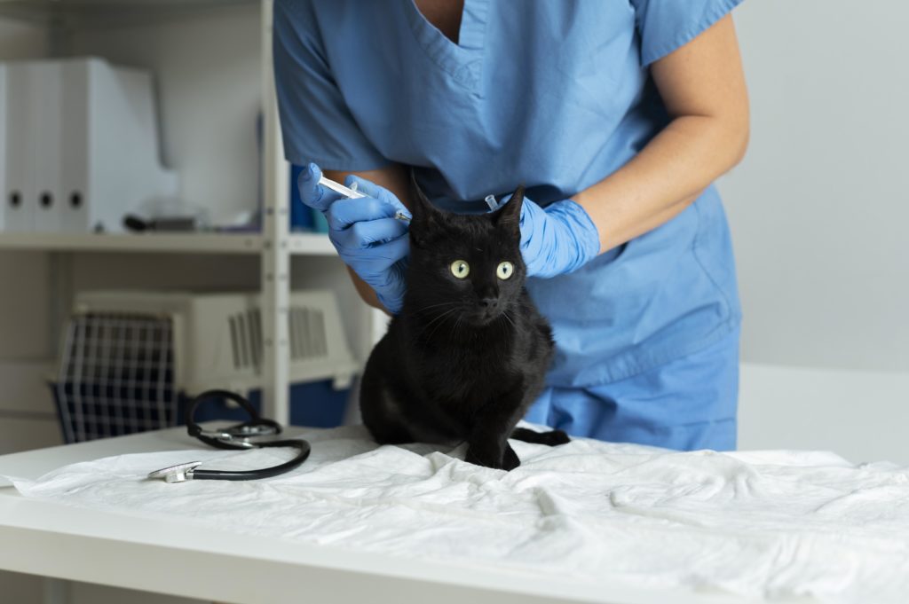 Gato assustado enquanto toma injeção nas costas - Post Dicasao receber um pet em sua casa.