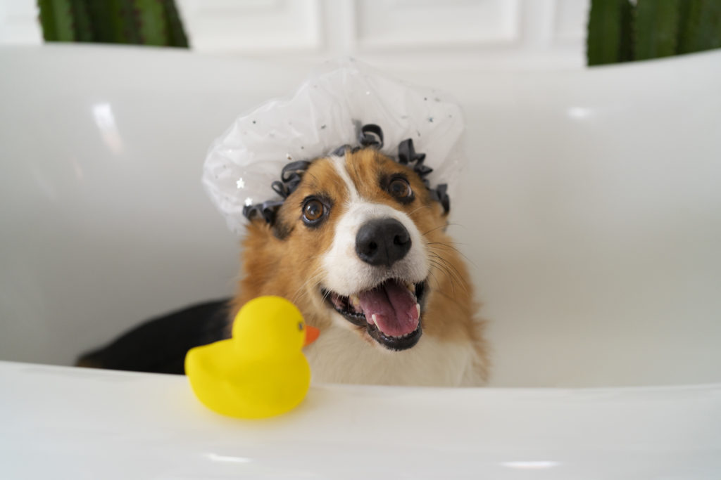 A hora do banho: 7 dicas de como deixar seu pet limpinho