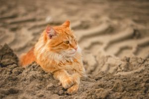 Caixa de areia para gato